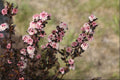 Tiny Wine® Ninebark (Physocarpus opulifolius 'SMPOTW') - 1 gallon