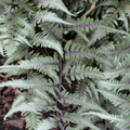 Fern Godzilla Japanese Painted (Athyrium 'Godzilla Painted') - QT