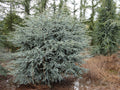 Horstmann Atlas Cedar (Cedrus atlantica ‘Horstmann’) - 1 gallon