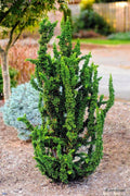 Chirimen Hinoki Cypress (Chamaecyparis obtusa ‘Chirimen’ ) - QT