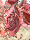 Tricolor European Beech (Fagus sylvatica 'Tricolor') - 1 gallon TREE
