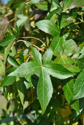 Slender Silhouette Columnar Sweetgum (Liquidambar styraciflua 'Slender Silhouette') - 1 gallon TREE
