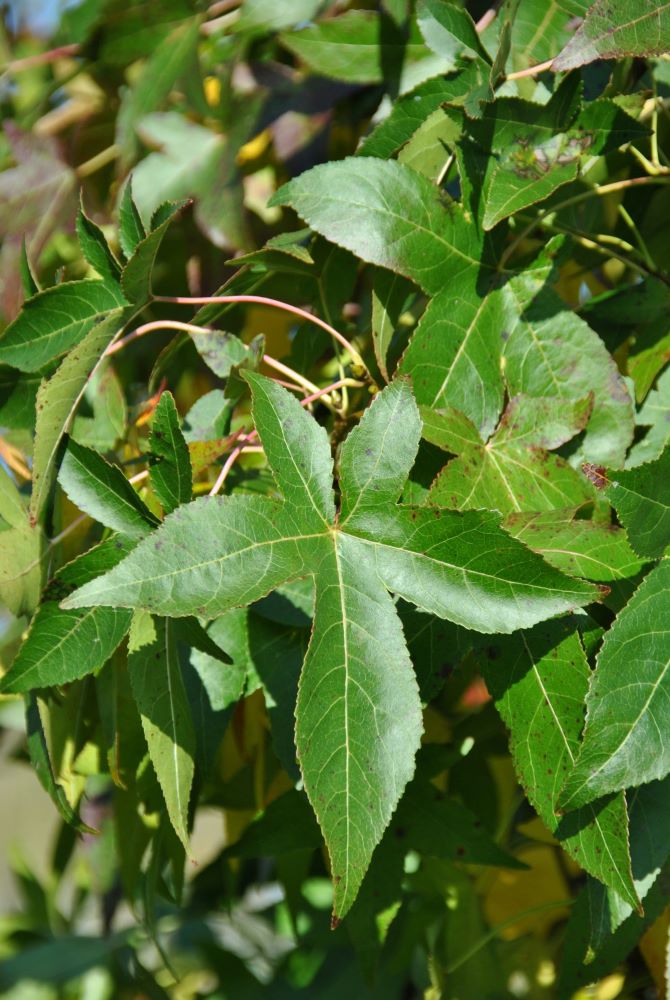 Slender Silhouette Columnar Sweetgum (Liquidambar styraciflua 'Slender Silhouette') - 1 gallon TREE