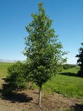 Tupelo Tower Black Gum (Nyssa sylvatica 'Tupelo Tower') - 1 gallon