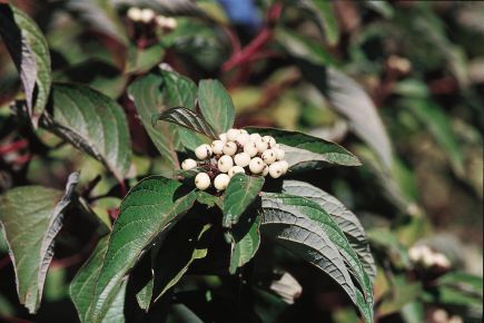 Bailey Red Twig Dogwood (Cornus stolonifera 'Baileyi') - 1 gallon