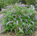 Lavender Cascade Butterfly Bush (Buddleia 'Lavender Cascades') - 1 gallon