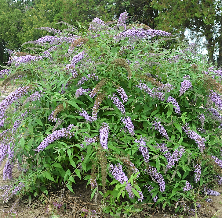 Lavender Cascade Butterfly Bush (Buddleia 'Lavender Cascades') - 1 gallon