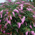 Pink Cascades Butterfly Bush (Buddleia 'Pink Cascades') - 1 gallon