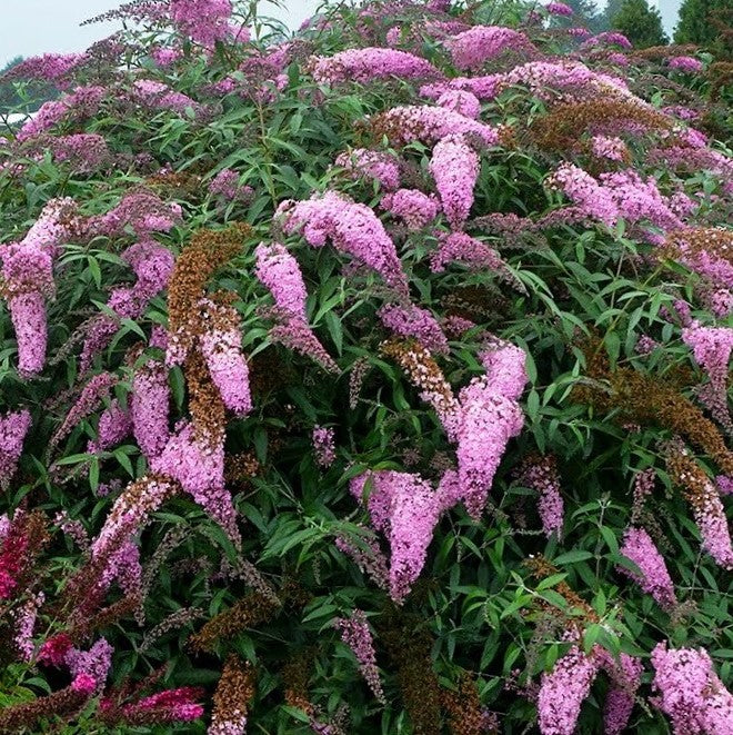 Pink Cascades Butterfly Bush (Buddleia 'Pink Cascades') - 1 gallon