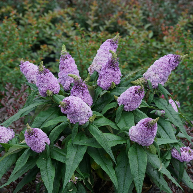 Pugster® Amethyst Butterfly Bush (Buddleia 'Pugster Amethyst') - 1 gallon