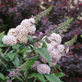 Pugster Sorbet® Butterfly Bush (Buddleia x 'Pugster Sorbet’ (SMNBWXPP)) - 1 gallon