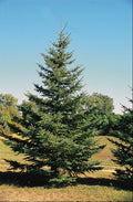 White Spruce (Picea glauca) - 6" ECO POT