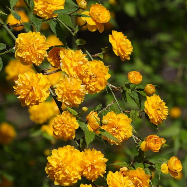 Double Flowered Japanese Rose (Kerria japonica 'Pleniflora') - 1 gallon