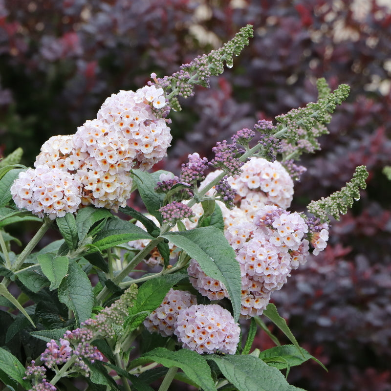 Pugster Sorbet® Butterfly Bush (Buddleia x 'Pugster Sorbet’ (SMNBWXPP)) - 1 gallon